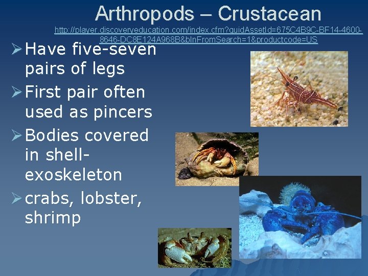 Arthropods – Crustacean http: //player. discoveryeducation. com/index. cfm? guid. Asset. Id=675 C 4 B