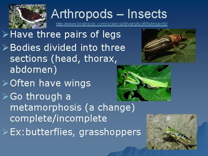 Arthropods – Insects http: //www. brainpop. com/science/diversityoflife/insects/ Ø Have three pairs of legs Ø