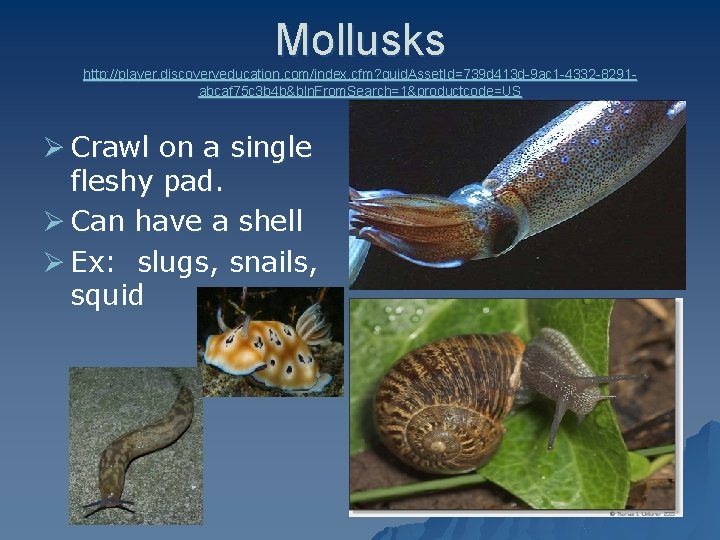 Mollusks http: //player. discoveryeducation. com/index. cfm? guid. Asset. Id=739 d 413 d-9 ac 1