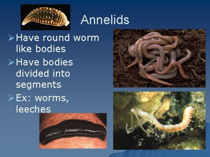 Annelids Ø Have round worm like bodies Ø Have bodies divided into segments Ø