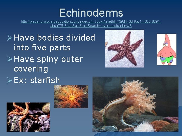 Echinoderms http: //player. discoveryeducation. com/index. cfm? guid. Asset. Id=739 d 413 d-9 ac 1
