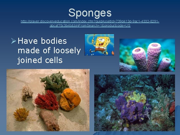 Sponges http: //player. discoveryeducation. com/index. cfm? guid. Asset. Id=739 d 413 d-9 ac 1
