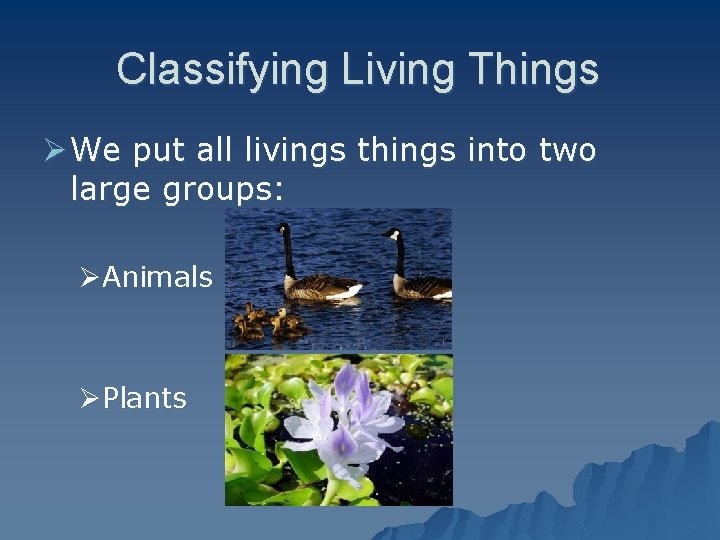 Classifying Living Things Ø We put all livings things into two large groups: ØAnimals