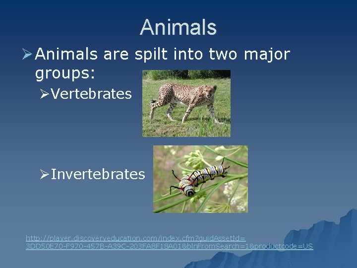 Animals Ø Animals are spilt into two major groups: ØVertebrates ØInvertebrates http: //player. discoveryeducation.