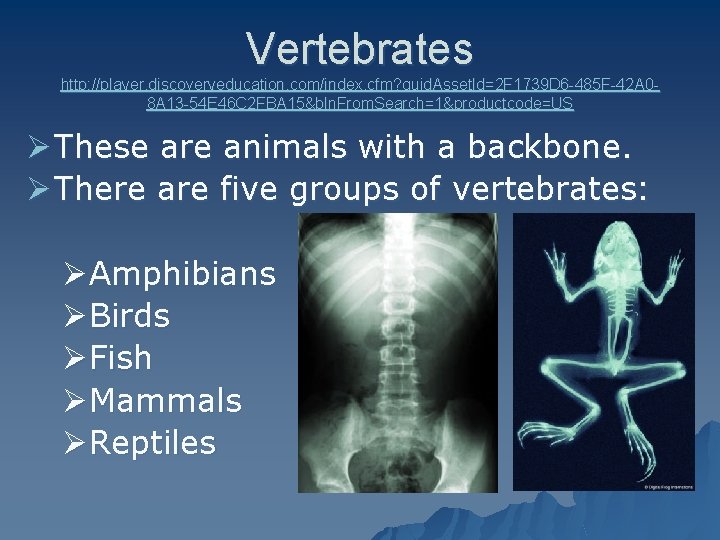 Vertebrates http: //player. discoveryeducation. com/index. cfm? guid. Asset. Id=2 F 1739 D 6 -485