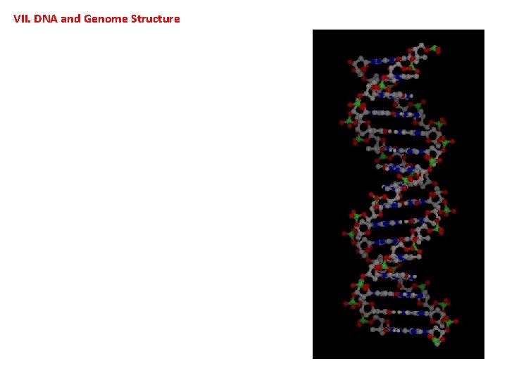 VII. DNA and Genome Structure 