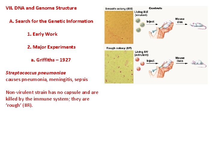 VII. DNA and Genome Structure A. Search for the Genetic Information 1. Early Work