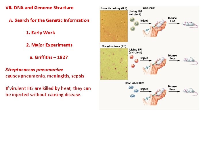 VII. DNA and Genome Structure A. Search for the Genetic Information 1. Early Work