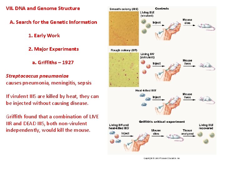 VII. DNA and Genome Structure A. Search for the Genetic Information 1. Early Work