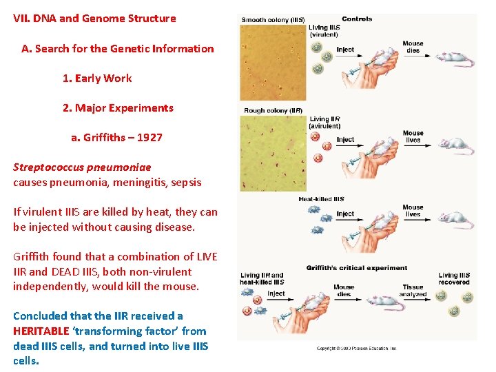 VII. DNA and Genome Structure A. Search for the Genetic Information 1. Early Work