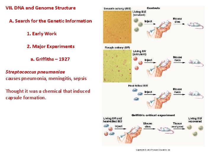 VII. DNA and Genome Structure A. Search for the Genetic Information 1. Early Work