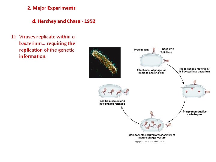 2. Major Experiments d. Hershey and Chase - 1952 1) Viruses replicate within a