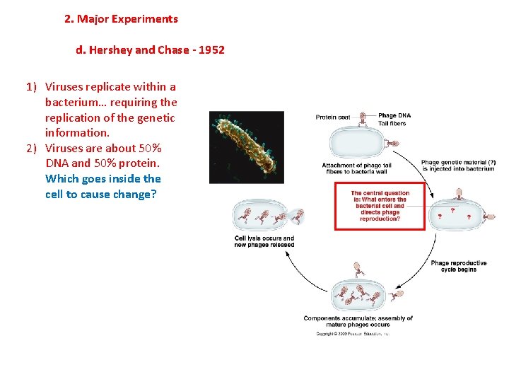 2. Major Experiments d. Hershey and Chase - 1952 1) Viruses replicate within a
