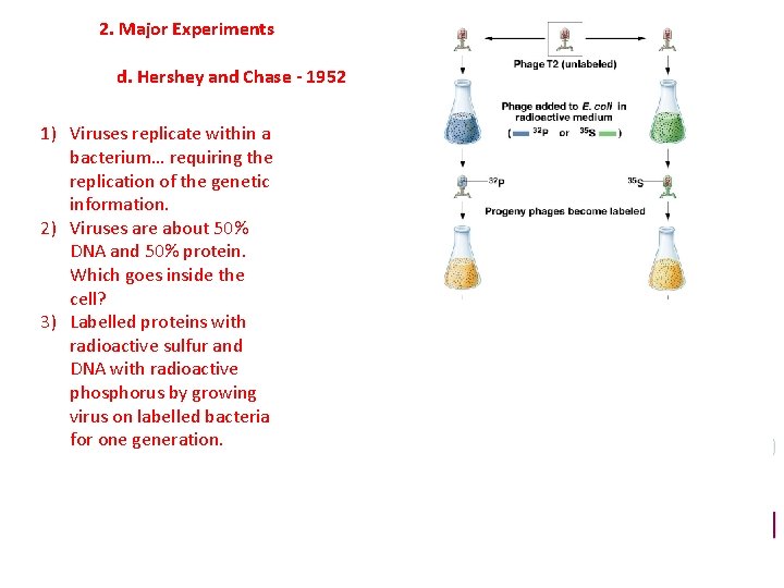 2. Major Experiments d. Hershey and Chase - 1952 1) Viruses replicate within a