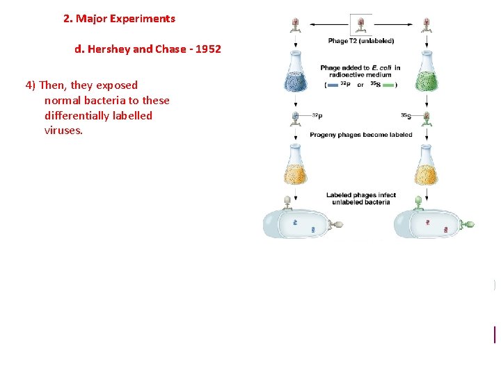 2. Major Experiments d. Hershey and Chase - 1952 4) Then, they exposed normal