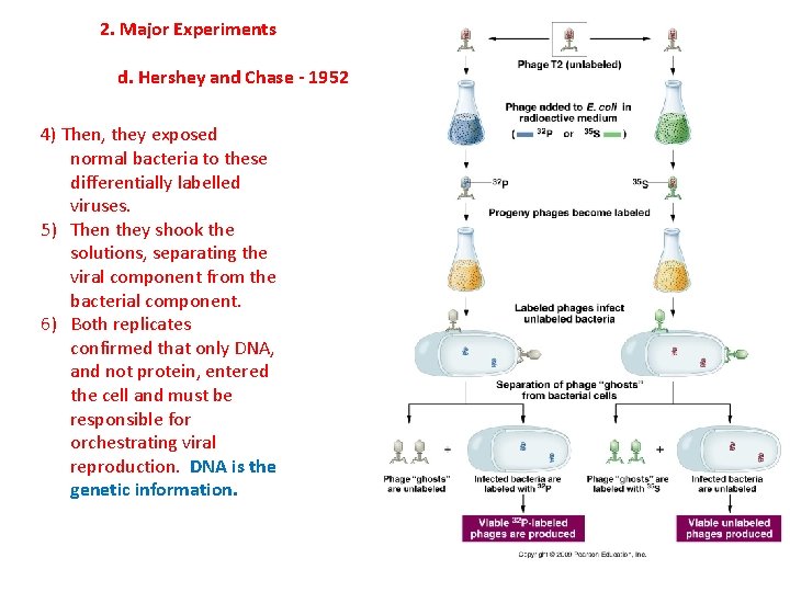 2. Major Experiments d. Hershey and Chase - 1952 4) Then, they exposed normal