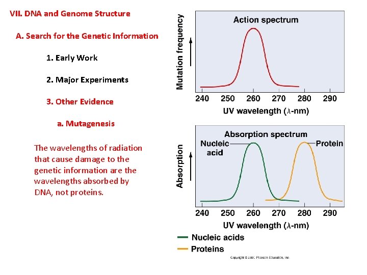 VII. DNA and Genome Structure A. Search for the Genetic Information 1. Early Work