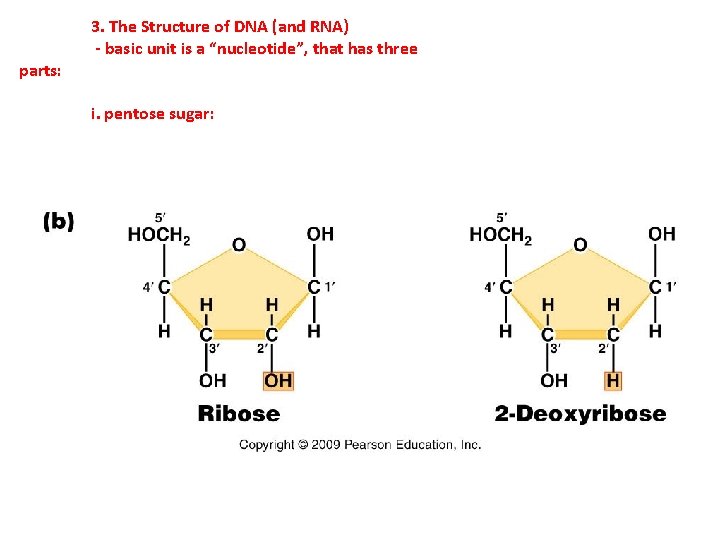 parts: 3. The Structure of DNA (and RNA) - basic unit is a “nucleotide”,