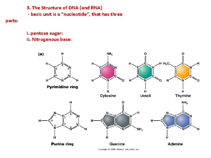 parts: 3. The Structure of DNA (and RNA) - basic unit is a “nucleotide”,