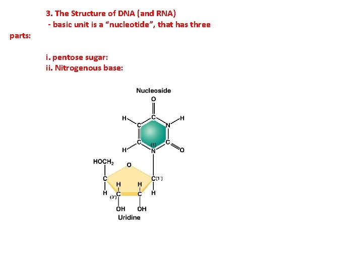 parts: 3. The Structure of DNA (and RNA) - basic unit is a “nucleotide”,