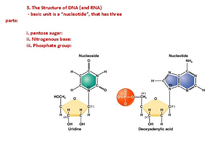 parts: 3. The Structure of DNA (and RNA) - basic unit is a “nucleotide”,