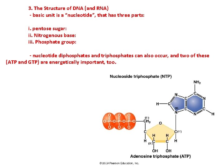 3. The Structure of DNA (and RNA) - basic unit is a “nucleotide”, that