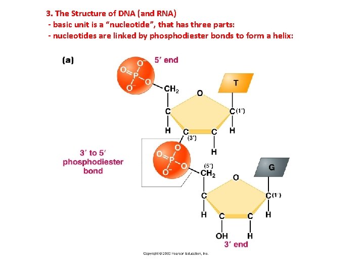 3. The Structure of DNA (and RNA) - basic unit is a “nucleotide”, that