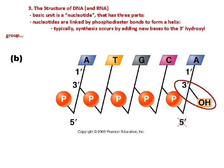 group… 3. The Structure of DNA (and RNA) - basic unit is a “nucleotide”,