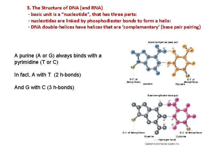 3. The Structure of DNA (and RNA) - basic unit is a “nucleotide”, that