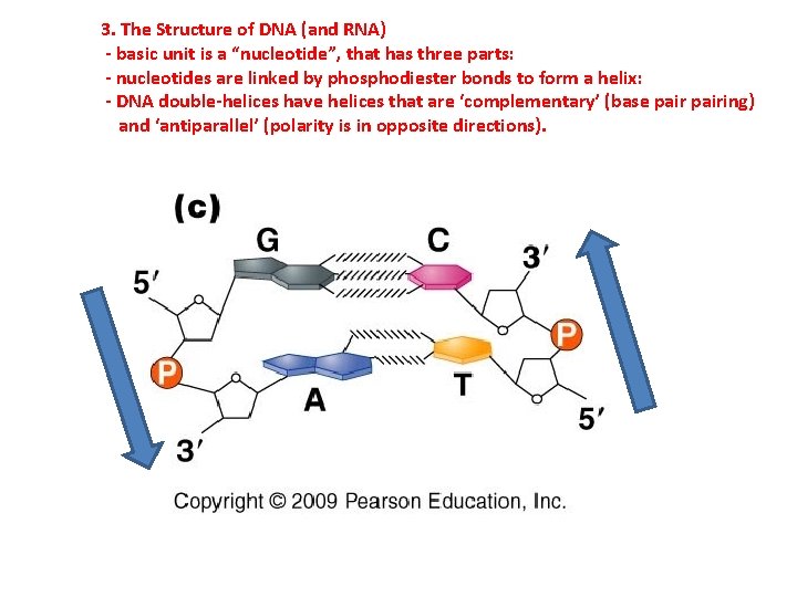 3. The Structure of DNA (and RNA) - basic unit is a “nucleotide”, that