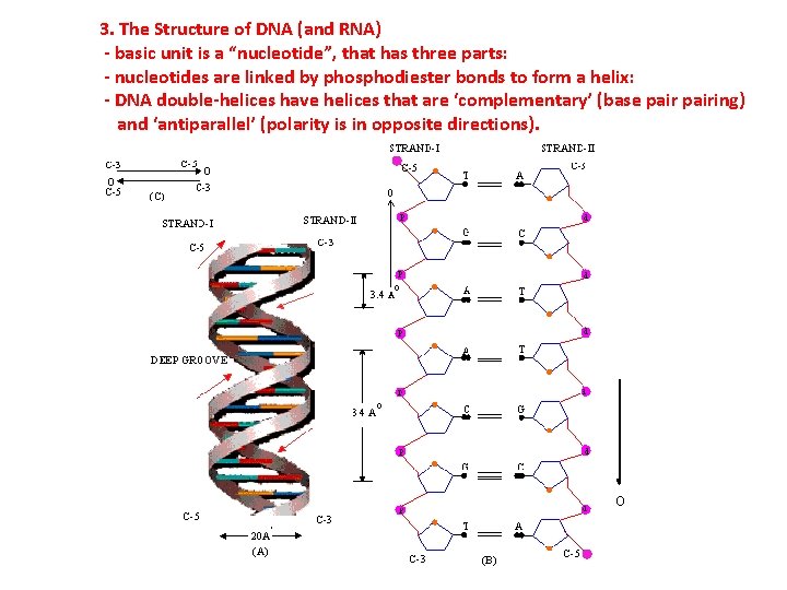 3. The Structure of DNA (and RNA) - basic unit is a “nucleotide”, that