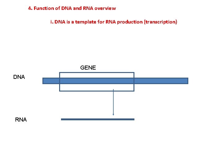 4. Function of DNA and RNA overview i. DNA is a template for RNA