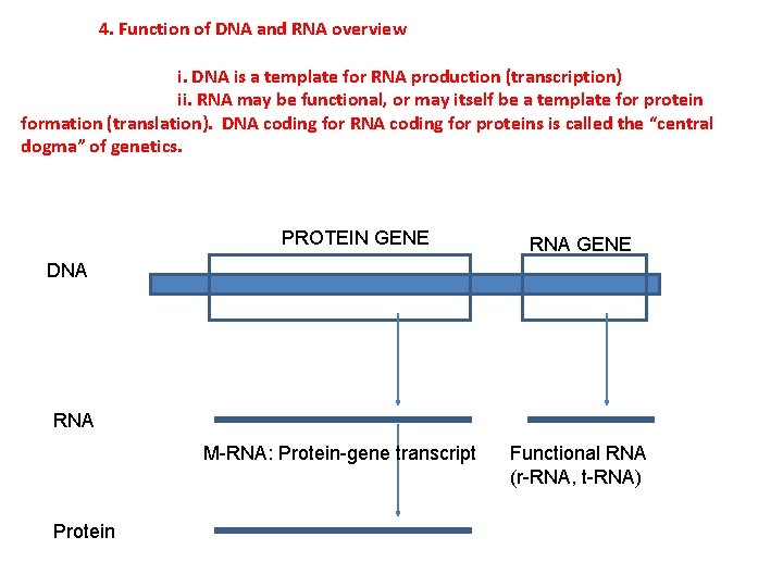 4. Function of DNA and RNA overview i. DNA is a template for RNA