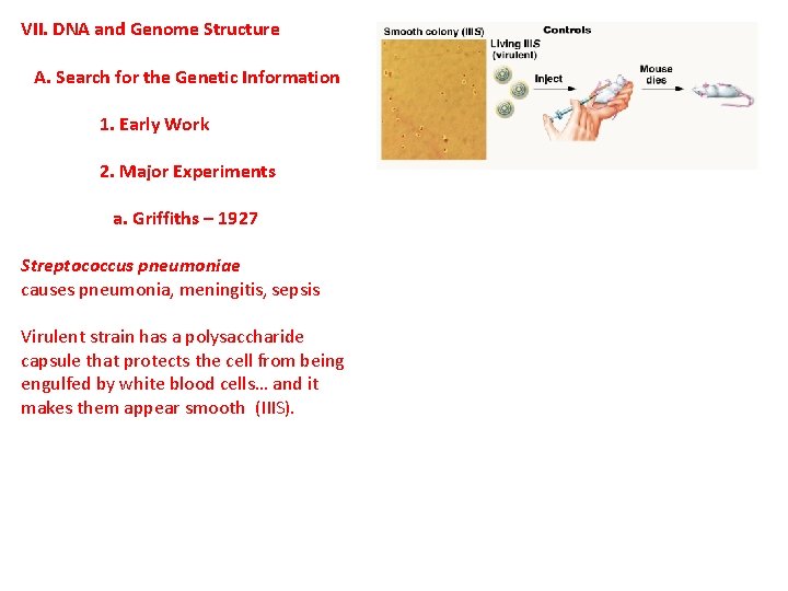 VII. DNA and Genome Structure A. Search for the Genetic Information 1. Early Work