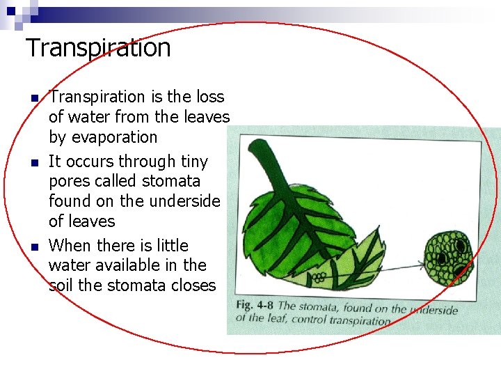 Transpiration n Transpiration is the loss of water from the leaves by evaporation It