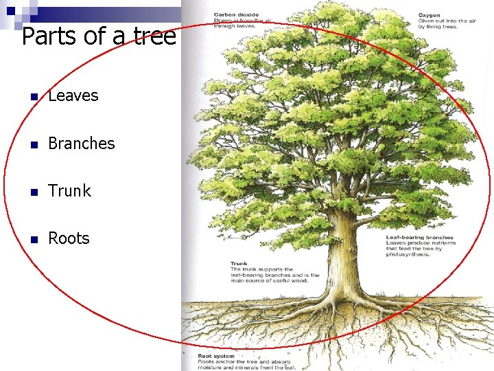 Parts of a tree n Leaves n Branches n Trunk n Roots 