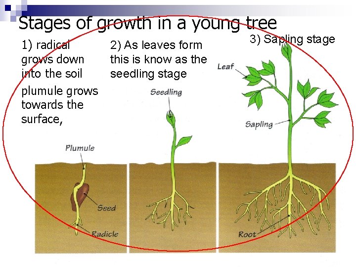 Stages of growth in a young tree 1) radical grows down into the soil