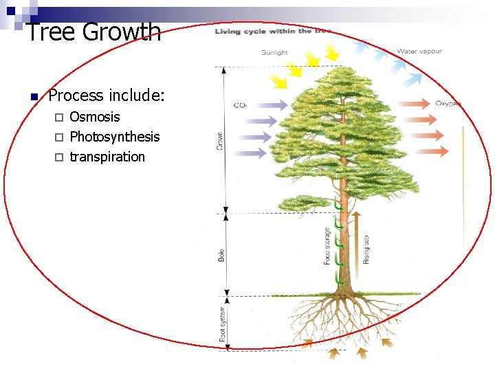 Tree Growth n Process include: Osmosis ¨ Photosynthesis ¨ transpiration ¨ 