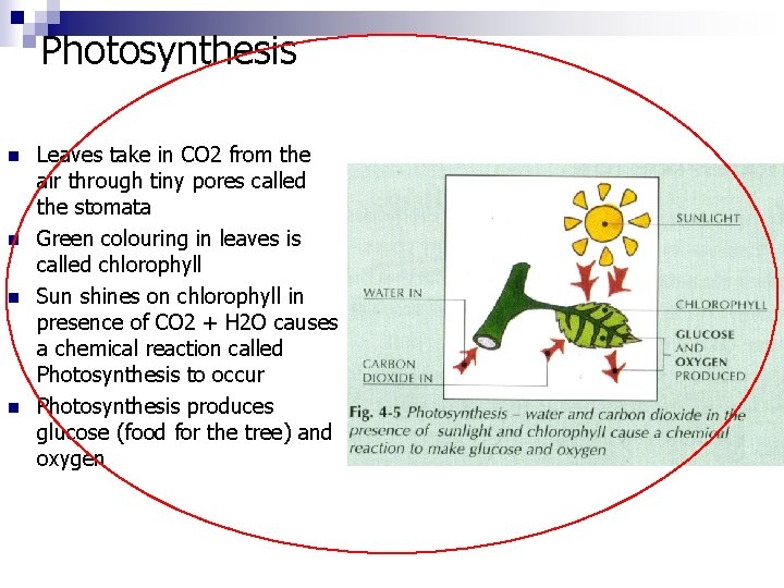 Photosynthesis n n Leaves take in CO 2 from the air through tiny pores