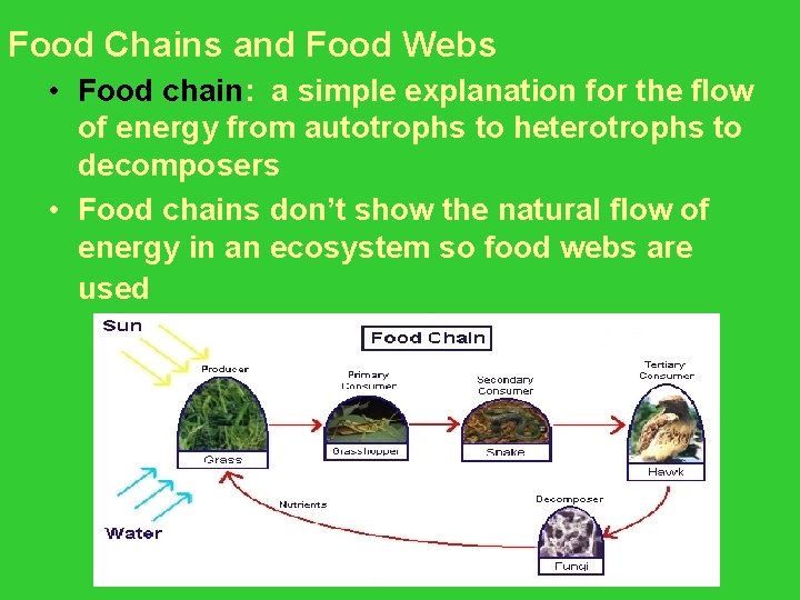 Food Chains and Food Webs • Food chain: a simple explanation for the flow