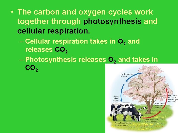  • The carbon and oxygen cycles work together through photosynthesis and cellular respiration.