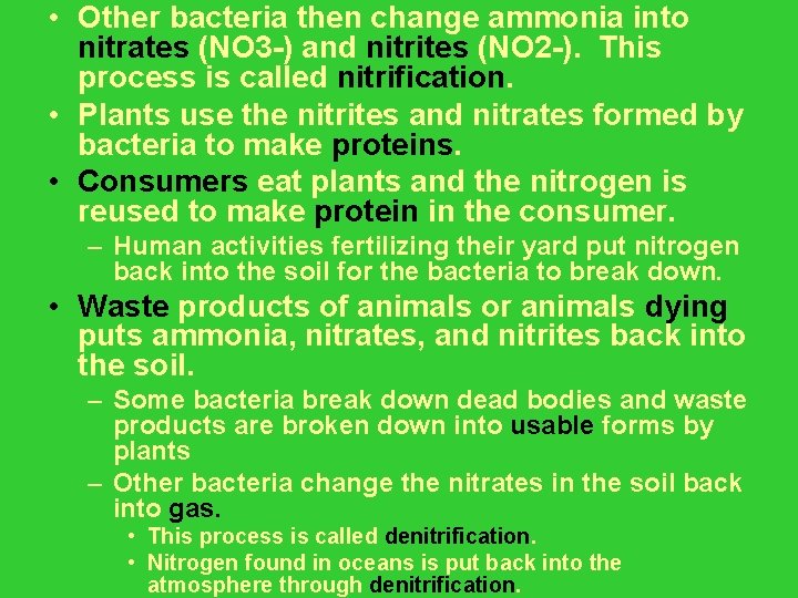  • Other bacteria then change ammonia into nitrates (NO 3 -) and nitrites