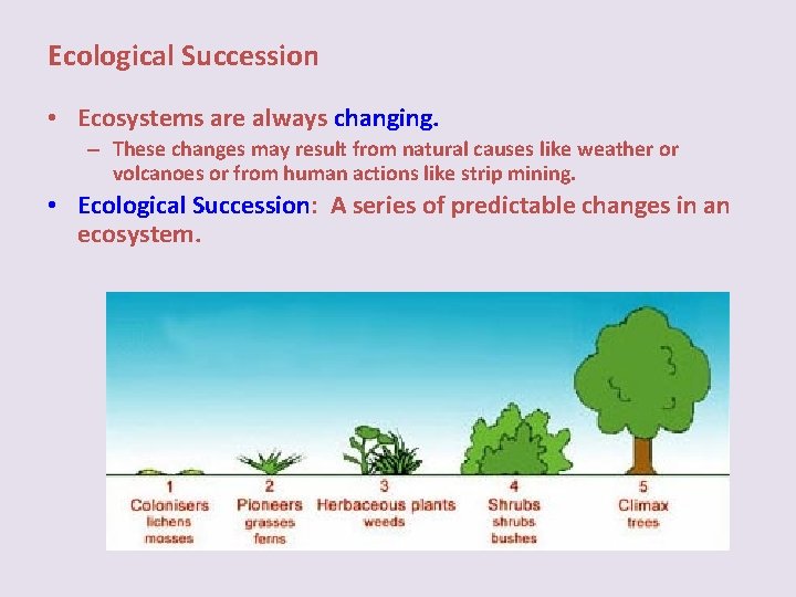 Ecological Succession • Ecosystems are always changing. – These changes may result from natural