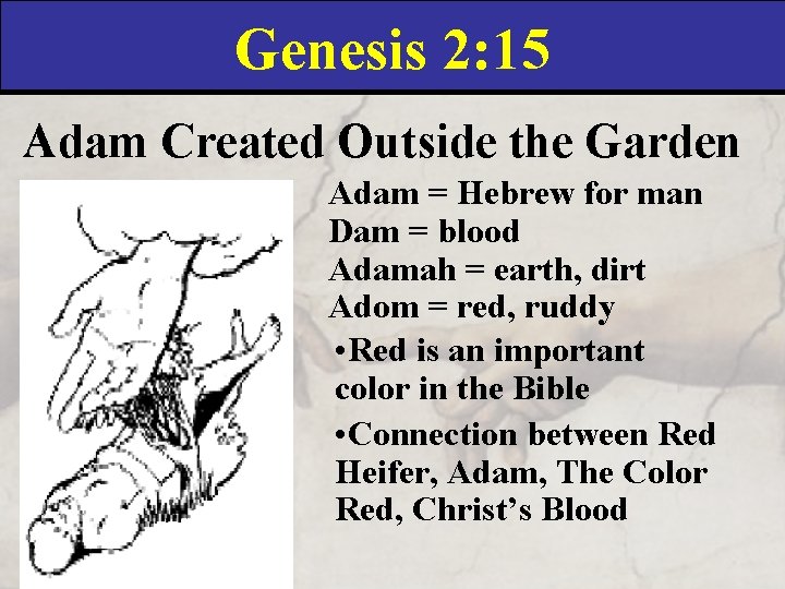 Genesis 2: 15 Adam Created Outside the Garden Adam = Hebrew for man Dam