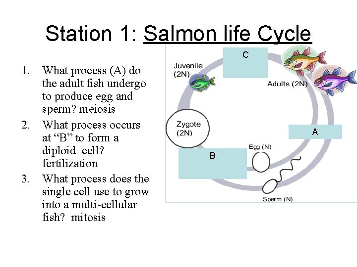 Station 1: Salmon life Cycle C 1. What process (A) do the adult fish