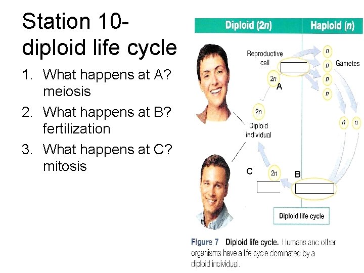 Station 10 diploid life cycle 1. What happens at A? meiosis 2. What happens