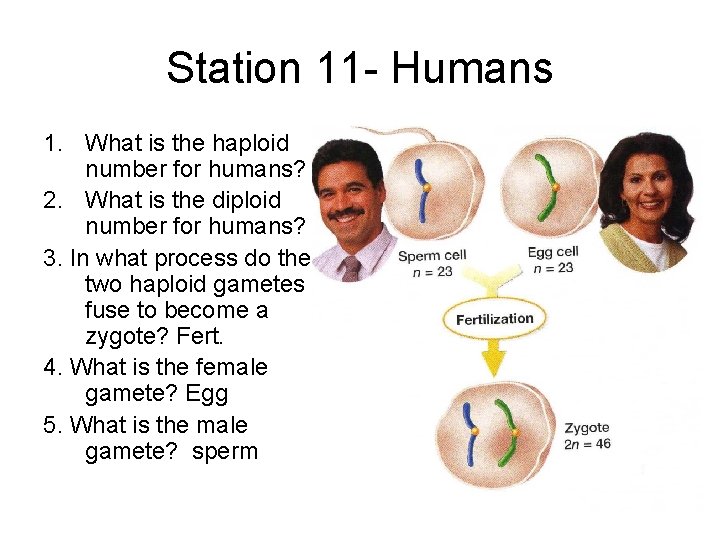 Station 11 - Humans 1. What is the haploid number for humans? 23 2.