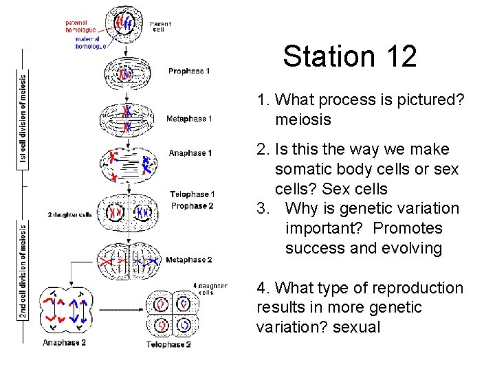 Station 12 1. What process is pictured? meiosis 2. Is this the way we