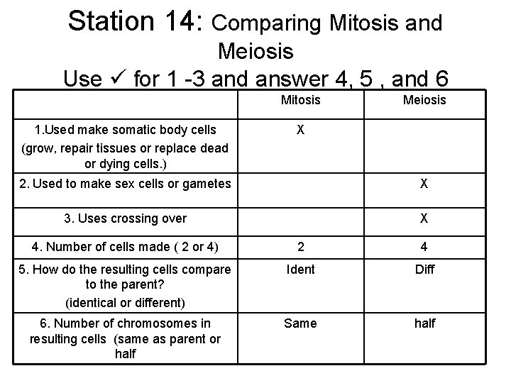 Station 14: Comparing Mitosis and Meiosis Use for 1 -3 and answer 4, 5