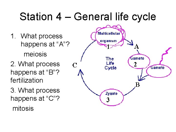 Station 4 – General life cycle 1. What process happens at “A”? meiosis 2.